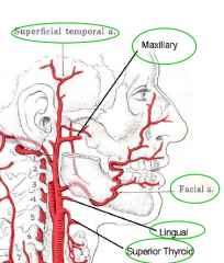 - superior thyroid
- lingual 
- facial
- maxillary
- superficial temporal a