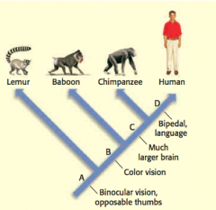 Look at the cladogram. Which primate shares the most traits with humans?