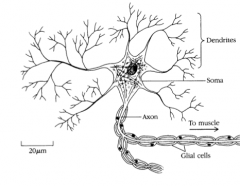 Motor Neuron Anatomy