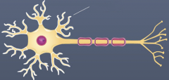 receptive region of the neuron; sensing, or listening part of the neuron

branching neuron process that serves as a receptive, or input, region; transmits an electrical signal TOWARD the cell body.