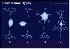 Neuron Histology: 
What is neuron type B?