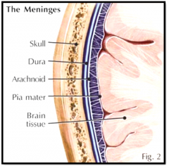 a series of enveloping membranes surrounding the central nervous system; include the dura mater, pia mater, and arachnoid