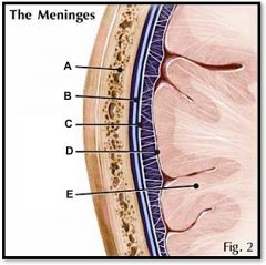 (identify D)
delicate, inner vascularized meninges