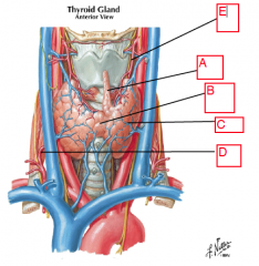 Identify.

What artery is not present in this diagram that would be traveling up to irrigate the thyroid.