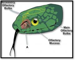 (identify A)
a chemoreceptor separate from olfaction that is used to follow food trails and find potential mates through phermones