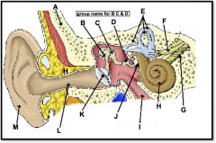 (identify E)
3 fluid-filled canals in the inner ear attached to the cochlea; responsible for our sense of balance; detect movement and gravity.

contain specialized receptor cells that generate nerve impulses with body movement