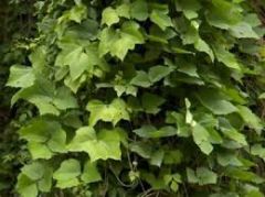 Kudzu is a plant that can grow a foot a day.