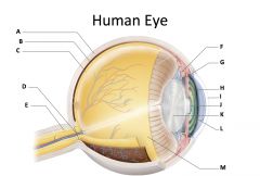 (identify A)
dense fibrous, protective, opaque outer coat enclosing the eyeball except the part covered by the cornea; containing collagen and elastic fibers; known as the white or white of the eye