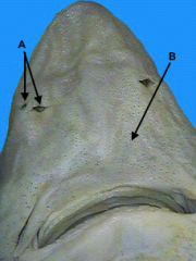 (identify B) on the dogfish
nerve receptors found in a shark's snout which sense the electric fields generated by the muscles of fish and other potential prey.
