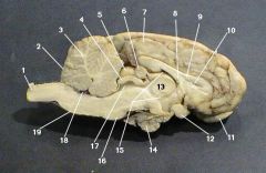 identify 1 on the mammal brain