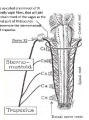 Two roots: spinal and cranial root
- Cranial root is vagal fibres that join the spinal root to descend and innervate the SCM and Traps.