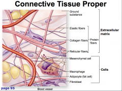 elastic fibers
collagen fibers
reticular fibers