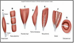 skeletal muscle shapes
identify B