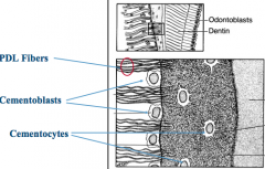 acellular, becomes mineralized

PDL fibers (Sharpey's fibers)
-made of collagen