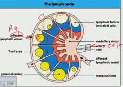 tissue-borne
afferent lymphatic vessel
the blood supply
germinal center (he circled three spots- furthest right is a primary; the other two secondary).
