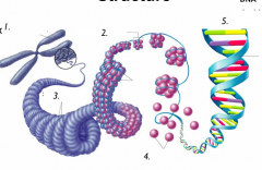 Eukaryotic Chromosome Structure