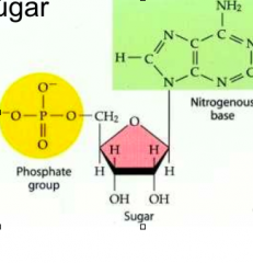 Made of Phosphate, Deoxryribose sugar, Nitrogen base: ADENINE, GUANINE, CYTOSINE, THYMINE