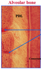 Blood vessels leave the __ of the alveolar bone proper to supply the PDL