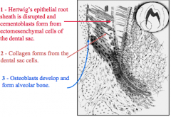 Cementoblasts

Collagen

Alveolar bone