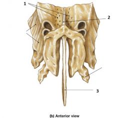 Axial Skeleton - Skull (Bone Markings) Flashcards - Cram.com