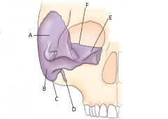 What bone is purple and what are the parts labeled?