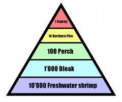 Number Pyramid