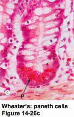 - Pyramid-shaped
- Well-developed Golgi
- Lots of RER, mitochondria
- Large apical secretory granules