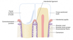 Interdental ligament