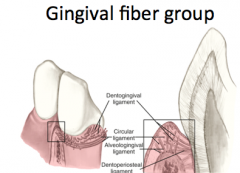 Gingival fiber group

*THEY ARE NOT PART OF THE PERIODONTAL LIGAMENT
