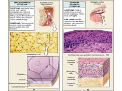 Stratified Squamous