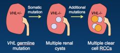 *Short arm of chromosome 3.
*There's a GERMline, universal mutation.
*There's a loss of function mutation in the VHL tumor suppressor gene in the kidneys--> bilateral tumors.
