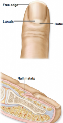 nail matrix
lunula
cuticle
free edge