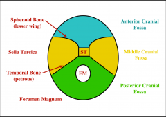 -sella turcica (ant/med)
-temporal bone-petrous (ant/lat)
-occipital bone (post)
-foramen magnum w/in posterior cranial fossa
-contains cerebellum, brainstem, occipital lobe
