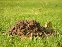 "They are trying to make it into a little molehill."


I may be making a mountain out of a molehill.


Or will the mountain, in the end, once again turn out to be a molehill?


What happened here is that a molehill became a mountain.