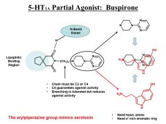Buspirone. Has a spirono group!! Which has a H bond donor. The H bond acceptor on binding site interacts here. This is lipophilic binding region 


-the 4c spacer here GUARAENTES agonist activity. 


serrotonin binding site 


-The arylpi...