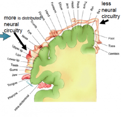ascending sensory pathway project ot cortical neurons in somatic sensory cortex. Mapping studies show that cortical area contains a complete disproportionate representation of body