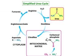Aspartate is a source of nitrogen