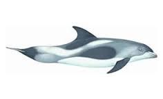 Beskriv white beaked dolphin