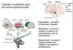 originate in substantia nigra and ventral tegmental area. 
Mesostratial - damaged in Parkinson's disease
Mesolimbic - involved in "positive" symptoms of schizophrenia (hallucination)
Mesocortical - involved in congnitive deficits and "negative"...