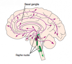 originates in raphe nuclei; rostral raphe projects to entire forebrain; caudal raphe projects to cerebellum, medulla and spinal cord
involved in depression, anxiety, OCD, aggresive behaviour and some eating disorders. Caudal raphe functions in pa...