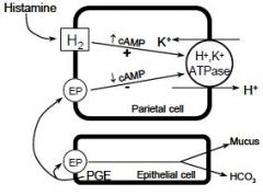 Activation of H2 receptors activates adenylyl cyclase which increases the levels of cAMP which activates intracellular protein phosphokinases.

This activates the hydrogen-potassium adenosine triphosphatase (H+/K+-ATPase) or proton pump to move ...