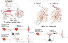 Feed-forward inhibition: 
- ex: reflex loop - sensory neuron activates extensor motor neuron = kick but there's inhibitory neuron which inhibits flexor motor neuron = allows for kicking.

Feed-back inhibition - product inhibits its own producti...