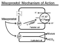 Protective actions include:
i. DECR acid secretion
ii. INCR mucus secretion
iii. INCR HCO3 secretion