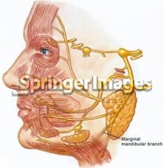 3cm, to preserve the marginal mandibular branch of the facial nerve