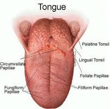 Lip
Buccal mucosa
Upper and lower alveolar ridges
Retromolar trigones
Oral tongue (anterior to circumvallate papillae)
Hard palate
Floor of mouth