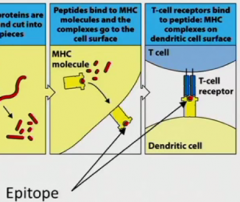 peptide antigens produced by degradation of proteins

dendritic cell takes up pathogen -> degrades it -> binds the peptides (epitopes) to MHC molecules and puts them on the surface