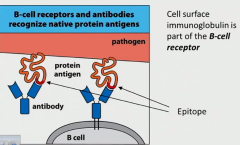 native macromolecules on the outer surfaces of pathogens

immunoglobulin