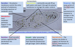 unicellular organism
food vacuoles 
cillia for movement