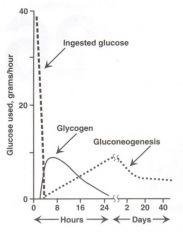 Injested glucose


Glycogen


Gluconeogensis