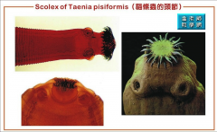 Taenia pisiformis